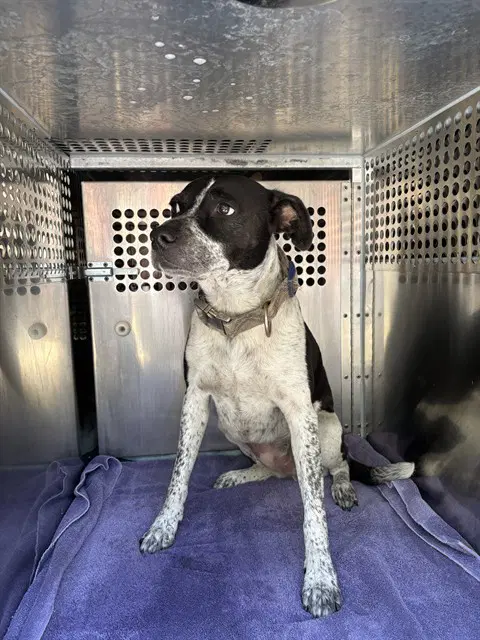 Bad B - Australian Cattle Dog/Blue Heeler