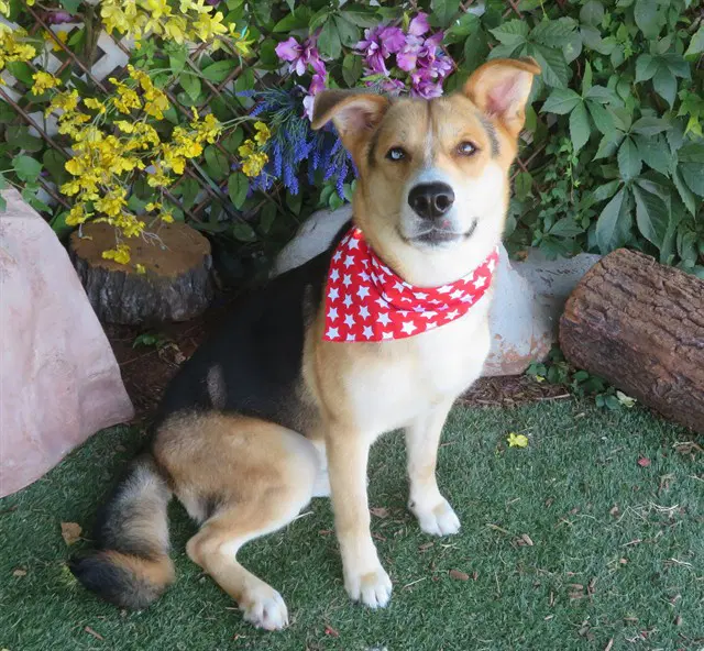 Ryker - German Shepherd Dog