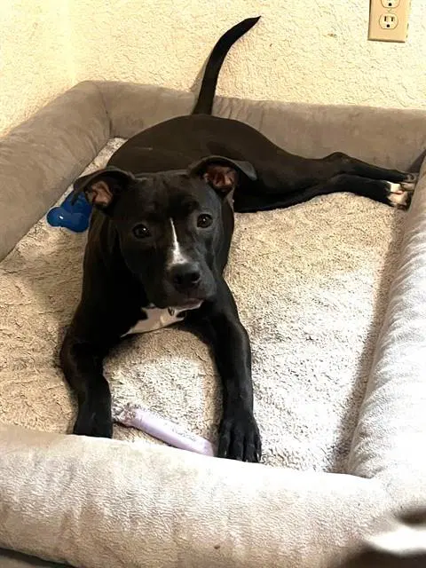Sugar - Pit Bull Terrier