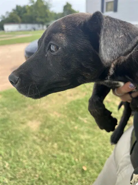 Mira - American Pit Bull Terrier