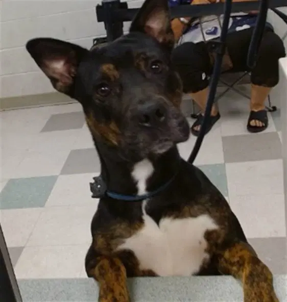 Unknown - Pit Bull Terrier