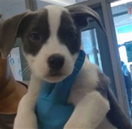 Unknown - Pit Bull Terrier
