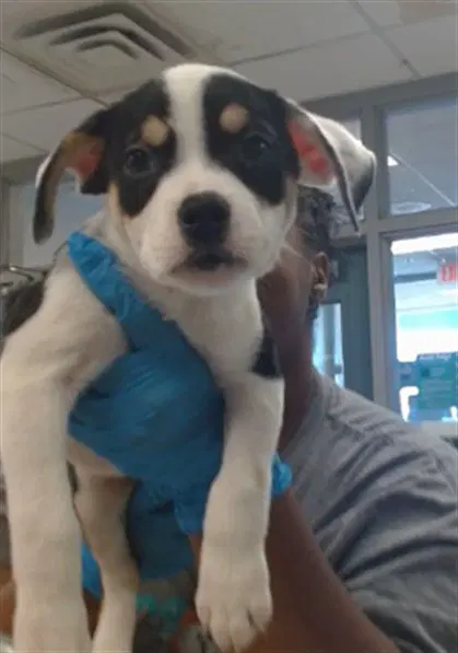 Unknown - Pit Bull Terrier