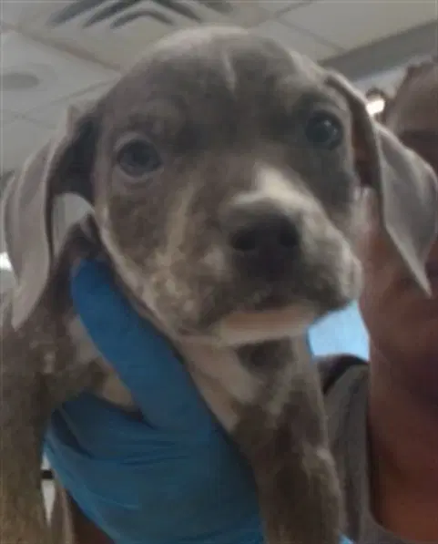 Unknown - Pit Bull Terrier