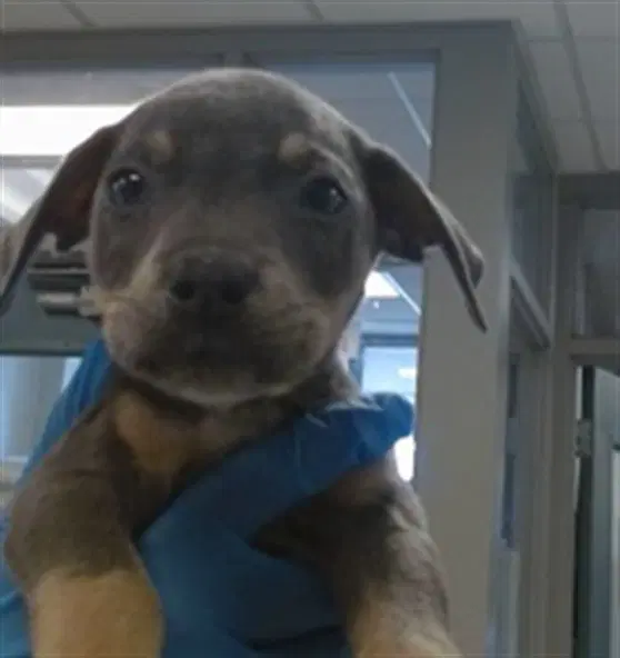 Unknown - Pit Bull Terrier