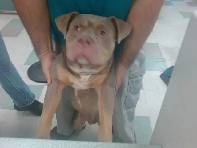 Unknown - Bulldog