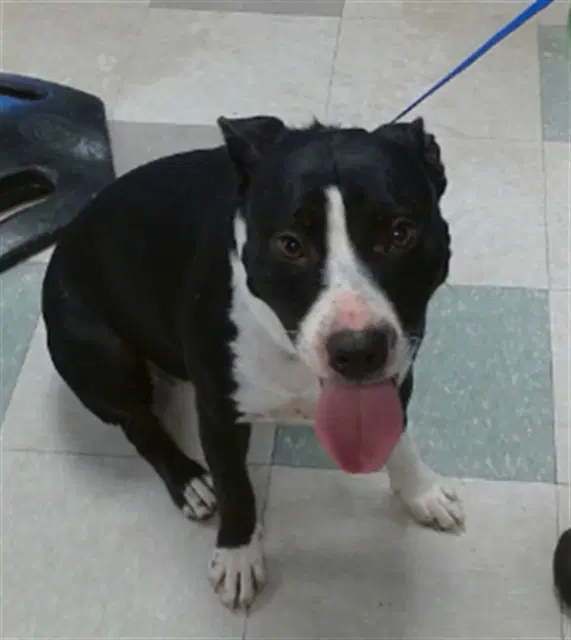 Daisy - Border Collie