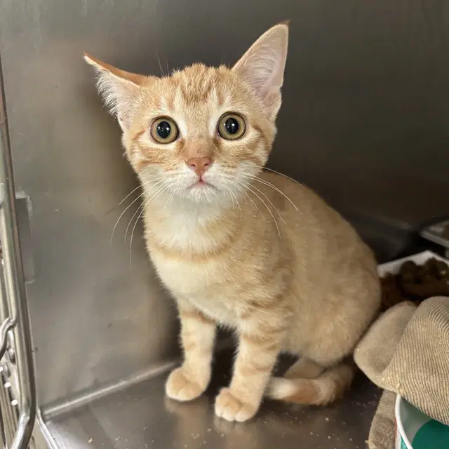Cosmo - Domestic Short Hair