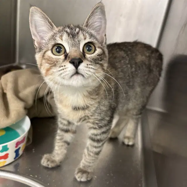Solar - Domestic Short Hair