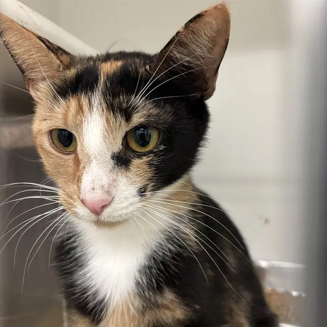 Unknown - Domestic Short Hair