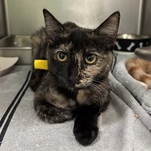 Unknown - Domestic Short Hair