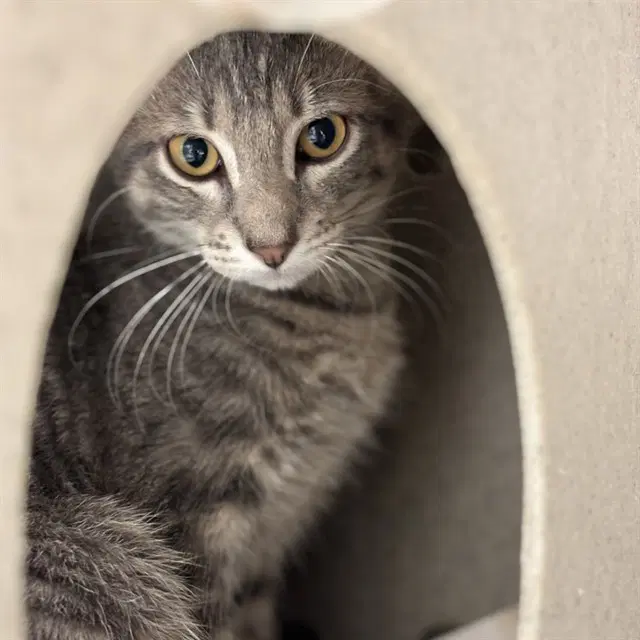 Unknown - Domestic Short Hair