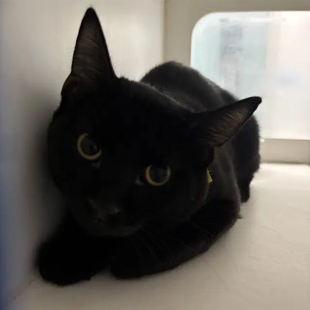 Unknown - Domestic Short Hair