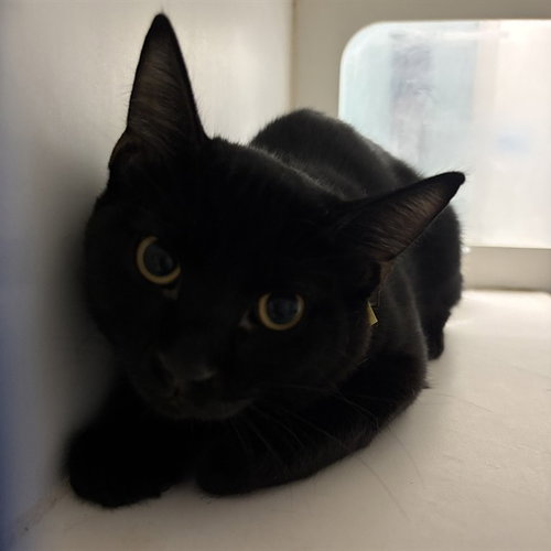 picture of the cat needing adoption
