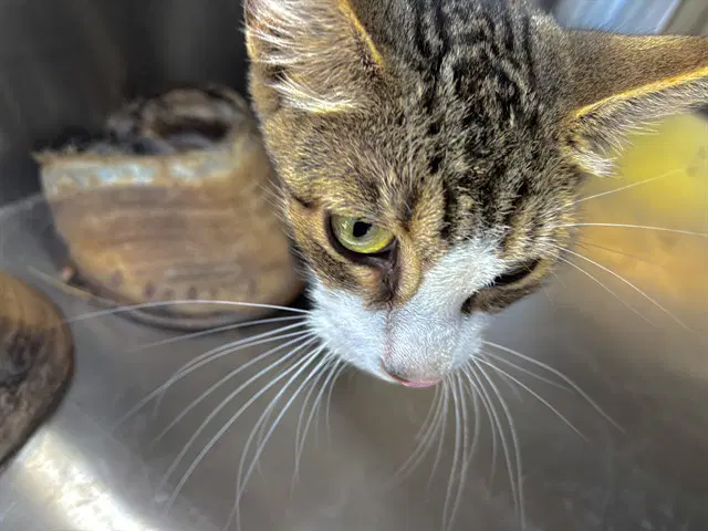 Unknown - Domestic Short Hair