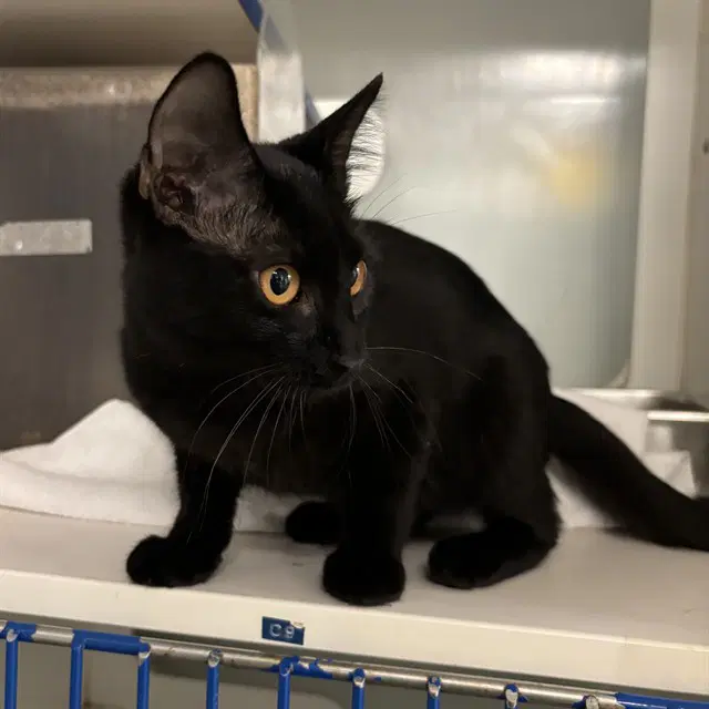 Unknown - Domestic Short Hair