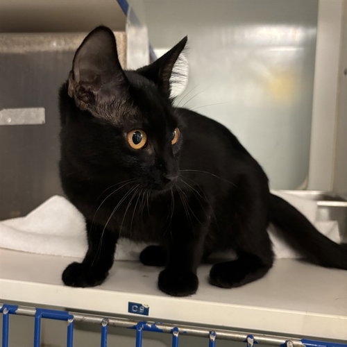 picture of the cat needing adoption