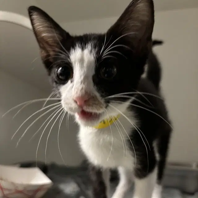Unknown - Domestic Short Hair