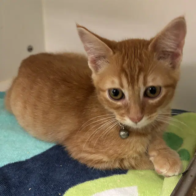 Avocado - Domestic Short Hair
