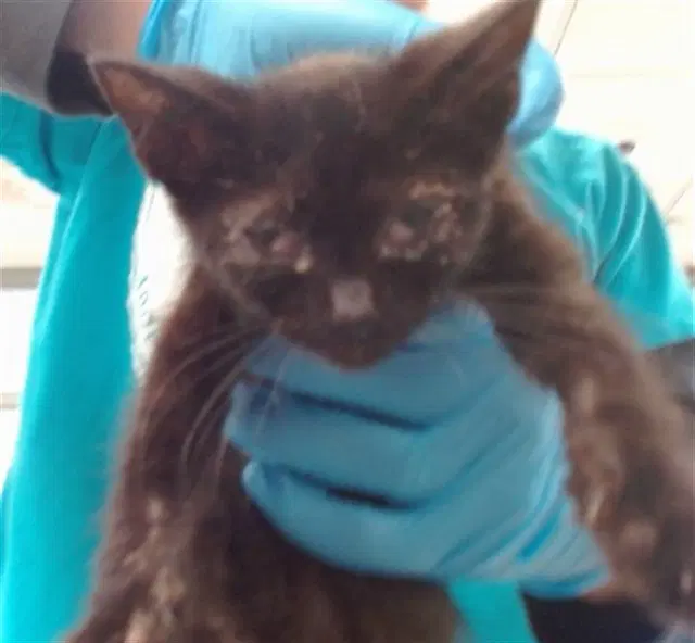 Unknown - Domestic Short Hair