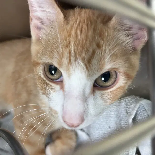 Unknown - Domestic Short Hair