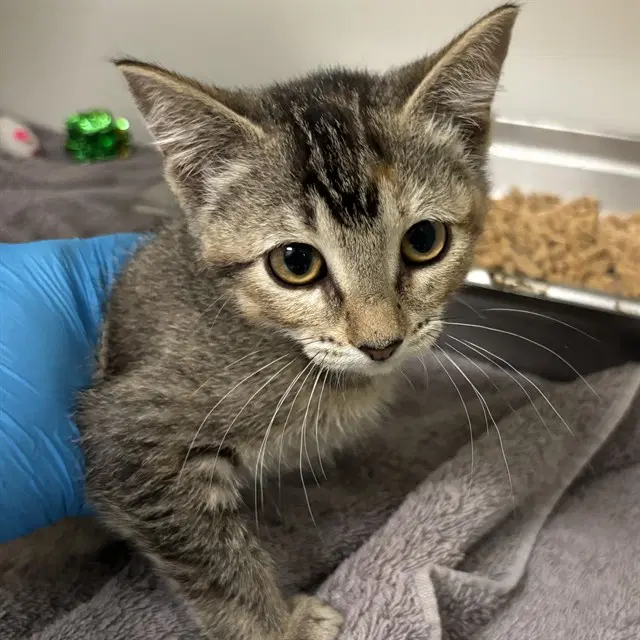 Unknown - Domestic Short Hair