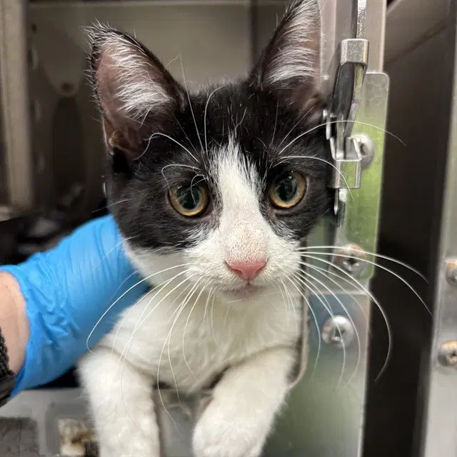 Unknown - Domestic Short Hair
