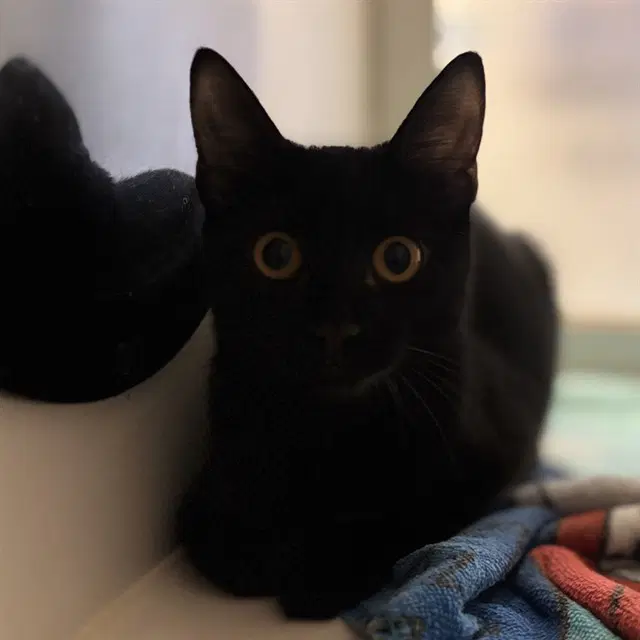 Unknown - Domestic Short Hair
