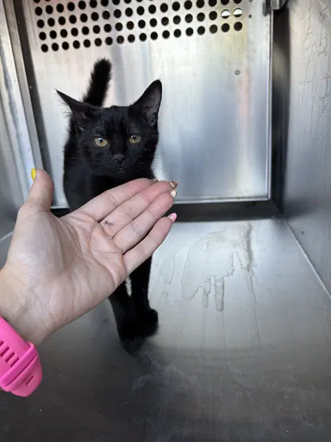 Unknown - Domestic Short Hair