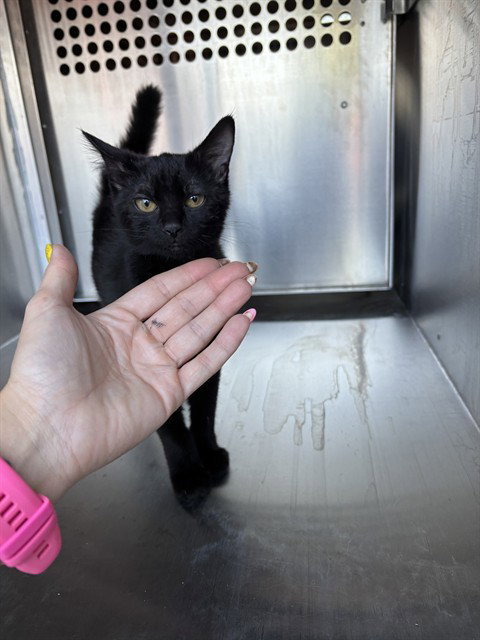 picture of the cat needing adoption