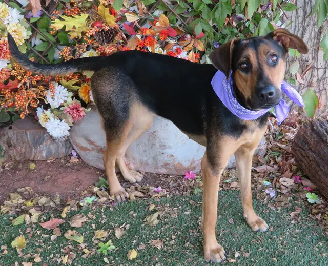 Lexy - Hound