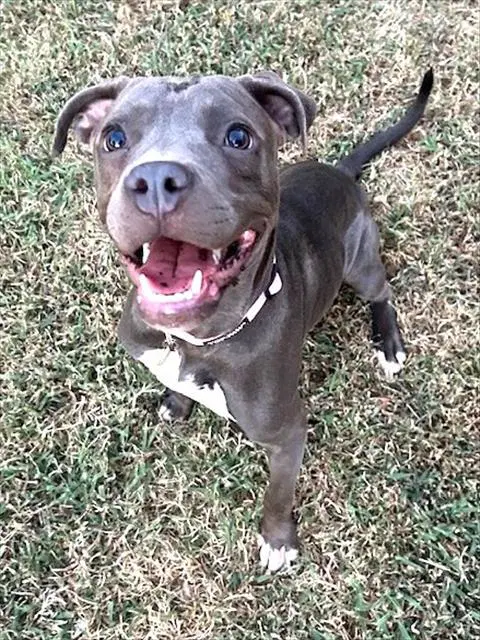 Sweet Pea - Staffordshire Bull Terrier