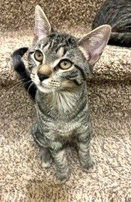 picture of the cat needing adoption