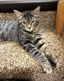 picture of the cat needing adoption