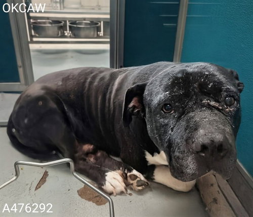 BERT, a dog for adoption from Oklahoma City Animal Welfare Division