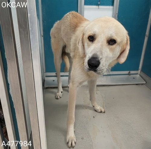 ROMEO, a dog for adoption from Oklahoma City Animal Welfare Division
