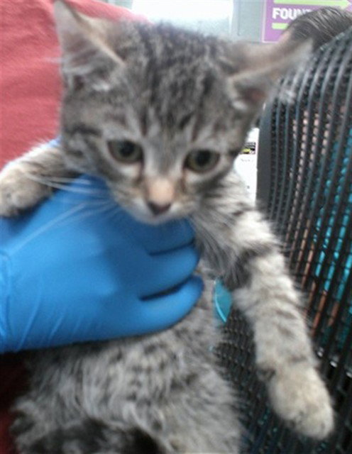 picture of the cat needing adoption