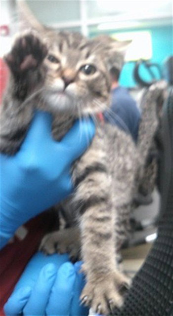 picture of the cat needing adoption