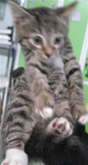 picture of the cat needing adoption