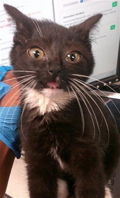 picture of the cat needing adoption