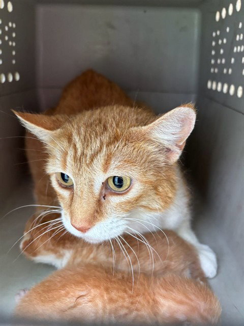 picture of the cat needing adoption