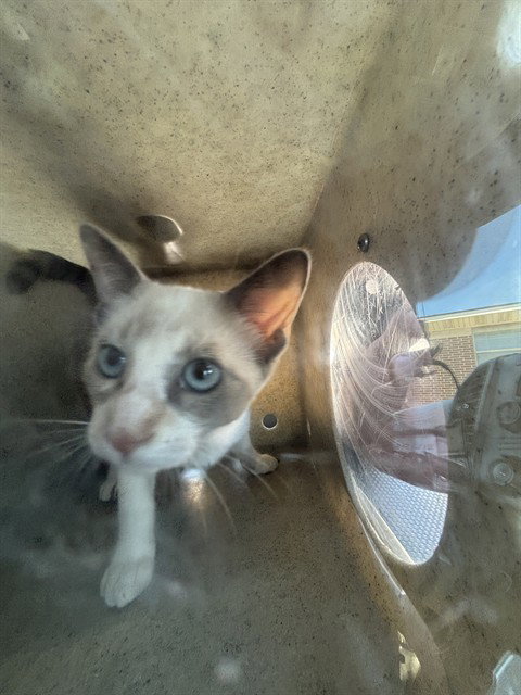 picture of the cat needing adoption