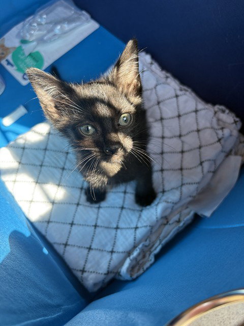 picture of the cat needing adoption