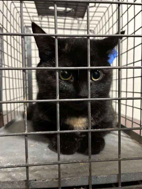 Unknown - Domestic Short Hair