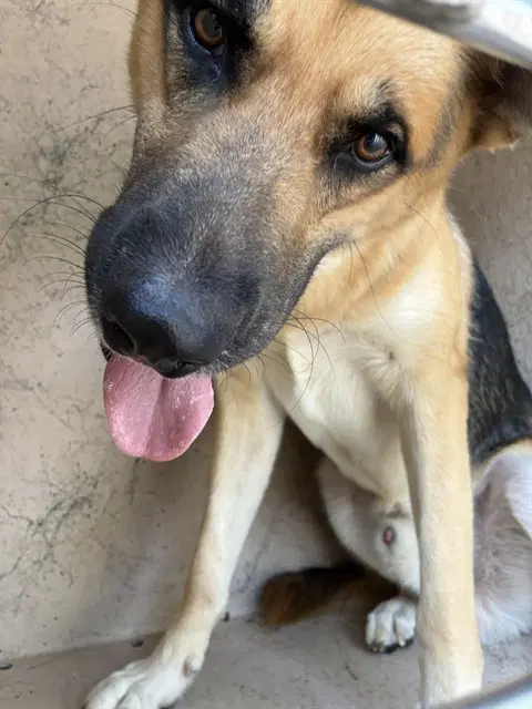 Unknown - German Shepherd Dog