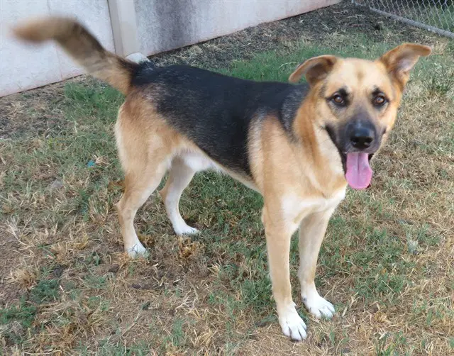 Unknown - German Shepherd Dog