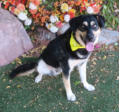 DOUG, a dog for adoption from Oklahoma City Animal Welfare Division