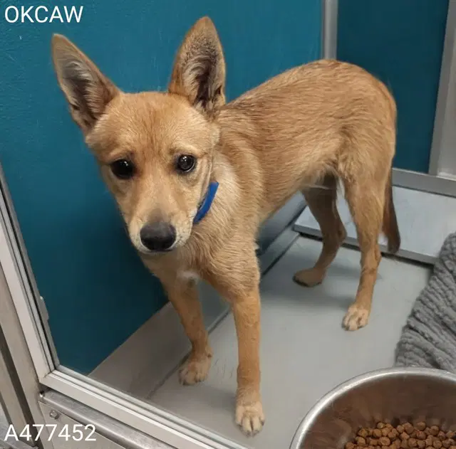 Todd - Shiba Inu