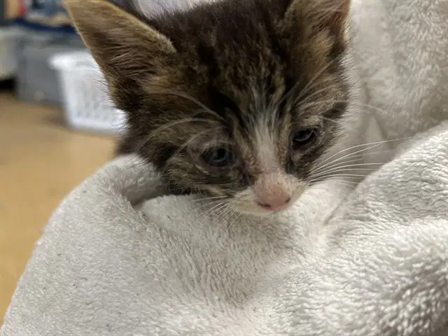Unknown - Domestic Short Hair