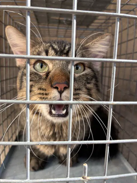 Unknown - Domestic Medium Hair